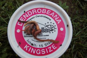 Aal - Köder: Dendrobena Würmer